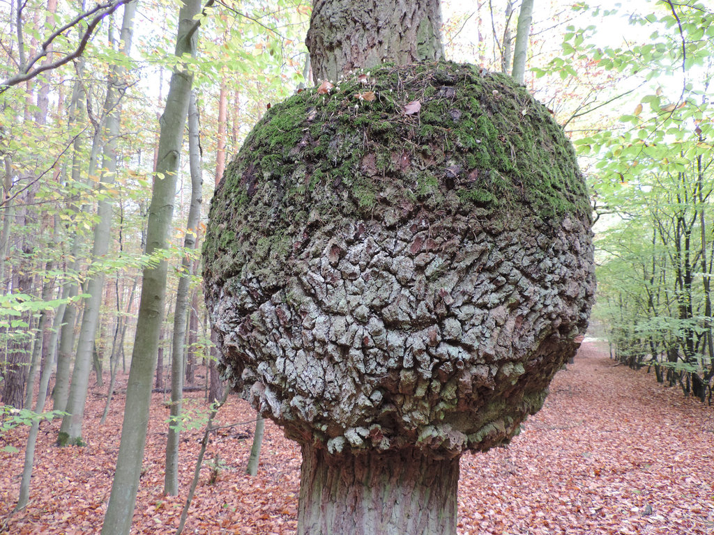 "Kugelbaum" mit Herbstlaub