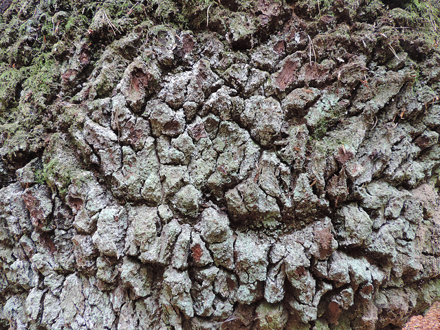 Nahaufnahme Kugelbaum