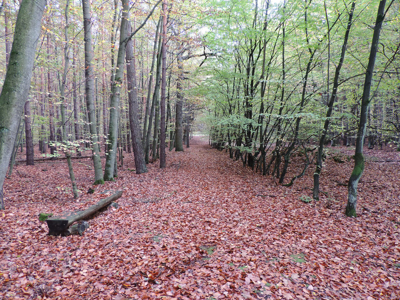 Bank gut getarnt im Herbstlaub