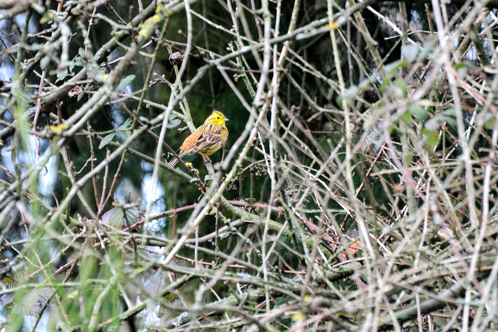 Lustiger Vogel - 130308