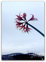 Une fleur à sa fenêtre