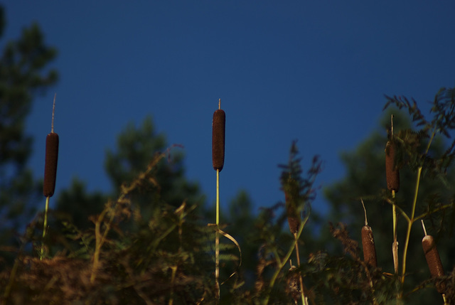 Pointing skyward