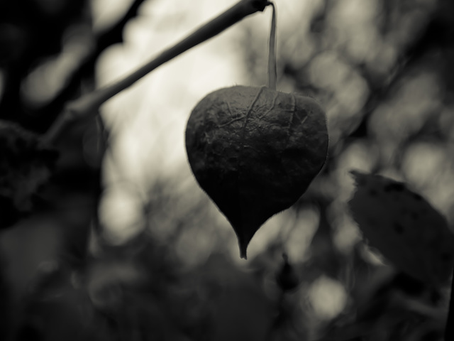 dunkles herz ... dark heart