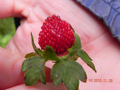 DSCN3685