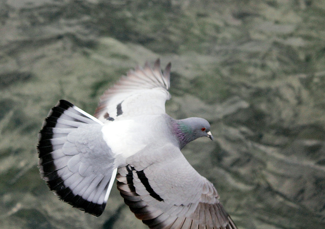 Taube über dem Bodensee