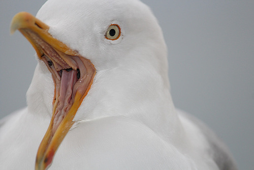 I'm HUNGRY ! ! !