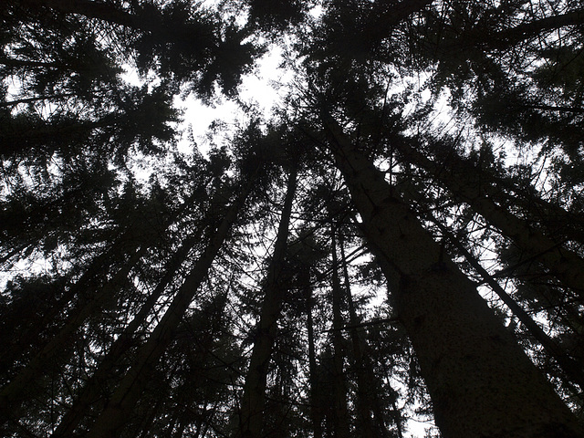 dunkler wald ... dark forrest