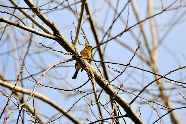 Gelber Vogel - 130308