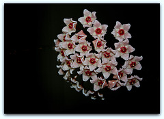Hoya carnosa