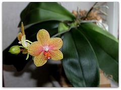 Phalaenopsis