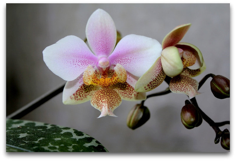 Phalaenopsis 'Philadelphia '