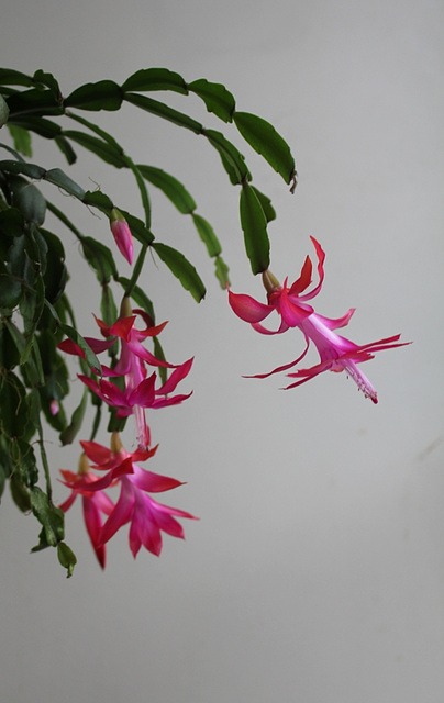 Schlumbergera russelliana