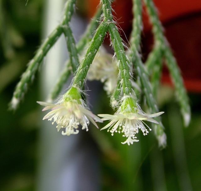 Rhipsalis pilocarpa