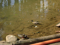 DSC06084