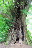 Alter Baum in einem Park