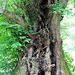 Alter Baum in einem Park