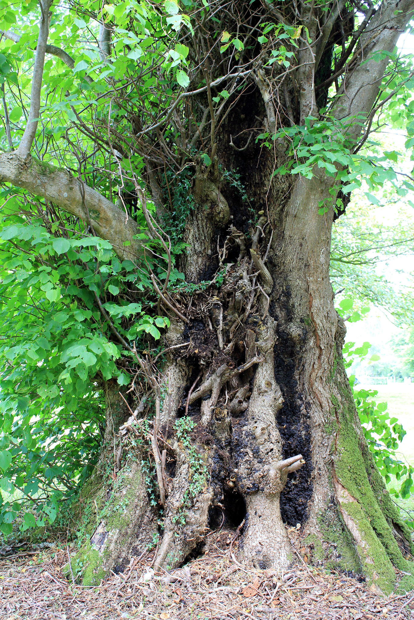 Alter Baum in einem Park