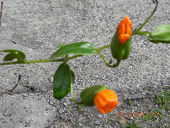 DSCN3888