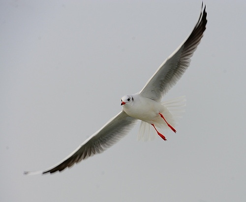 Tel qu'un planeur sur le lac...