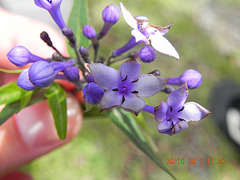 DSCN3908