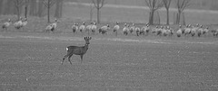 Il y a du cerf en lui...........