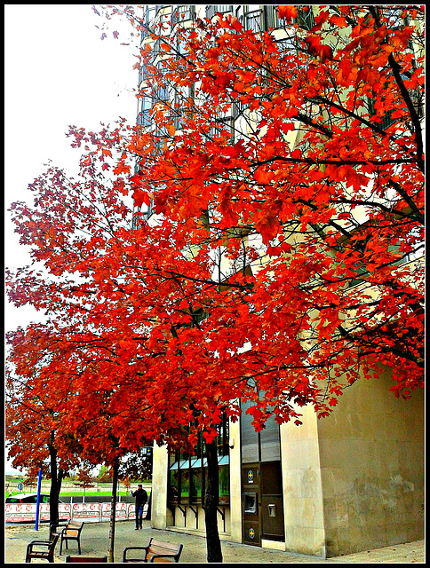 Colores de otoño-1