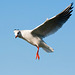 Mouette en observation...