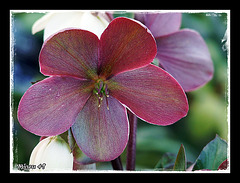 HELLEBORE
