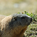 Rencontre d'une marmotte...