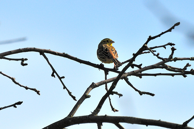 Guckt - 130308
