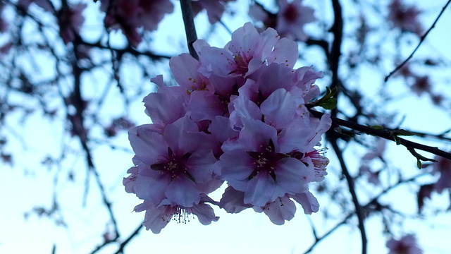 Fleur d'amandier..!