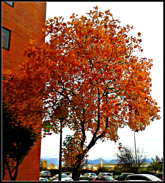 Colores de otoño-2