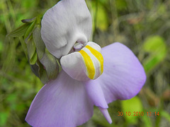 DSCN3964 DSCN3964
