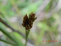 DSCN3983