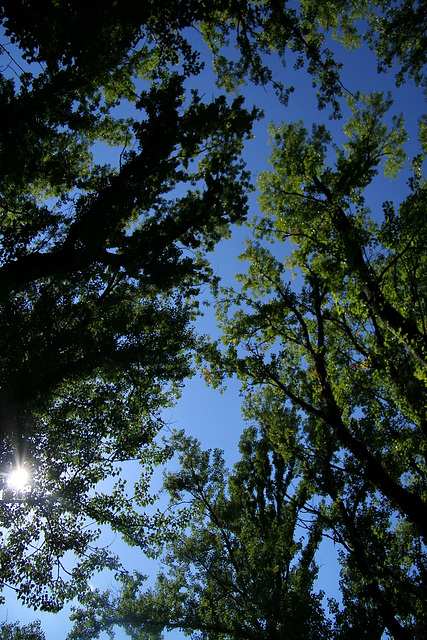 Sur fond de ciel bleu