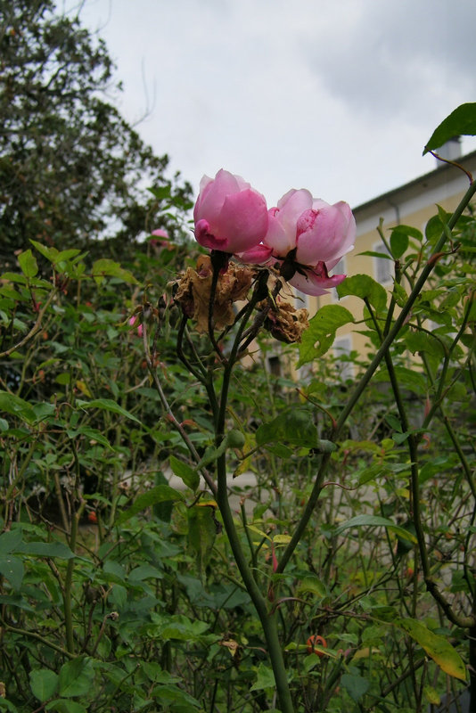 Roses mourantes