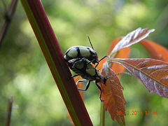 DSCN4055n