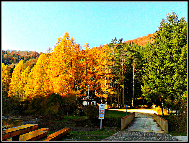 Otoño en la selva de Irati (Navarra)-2