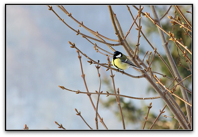 Mésange charbonnière