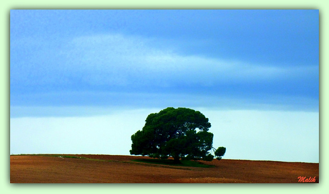 L'arbre temoin..!