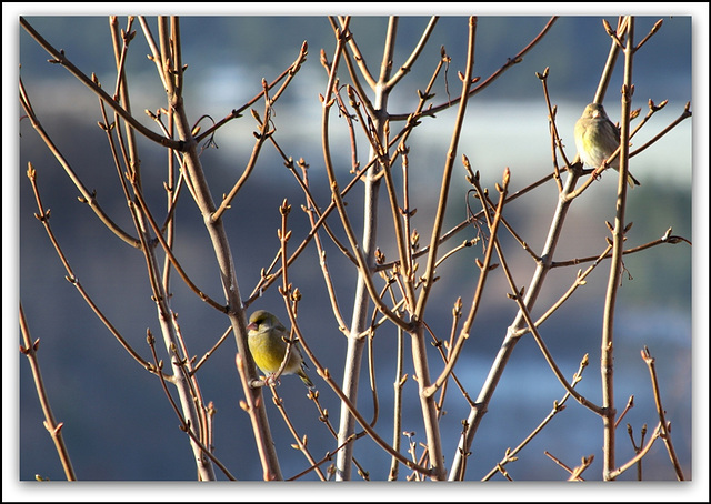 Couple de Verdiers  (2)