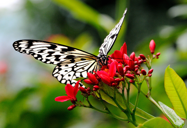 Macro sur un papillon...