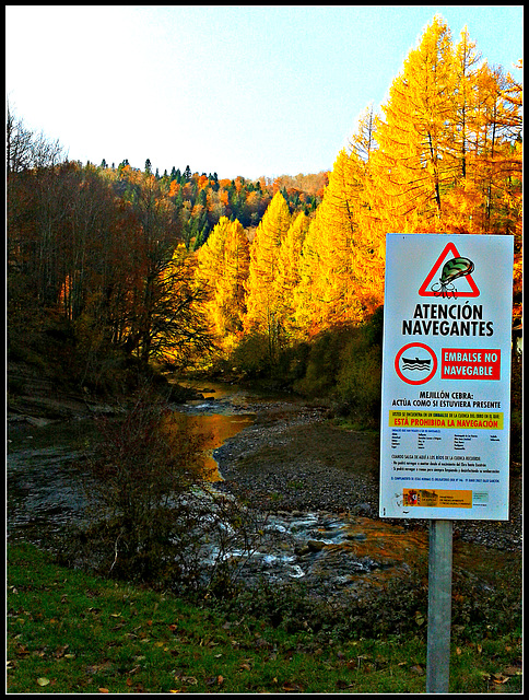 Otoño en la selva de Irati (Navarra)-3