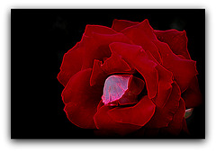 Rose rouge à lèvres