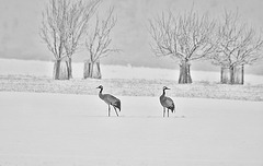 Neige Cendrée