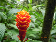 Aphelandra mirabilis- Acantaceae