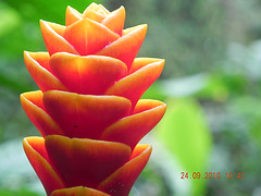 Aphelandra mirabilis-detalhe (2)