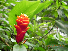 Aphelandra mirabilis-lateral