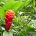 Aphelandra mirabilis-lateral