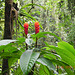 Aphelandra mirabilis-planta